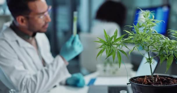 Wetenschapper Mensen Cannabisonderzoek Marihuanaanalyse Wiet Voor Medicijnoplossing Gegevensverzameling Gezondheidszorg Medische — Stockvideo