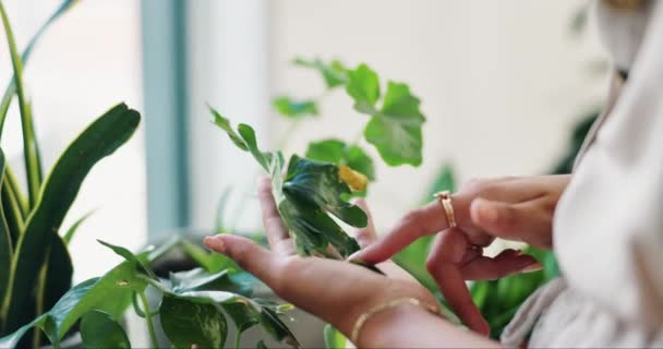 Rośliny Dom Ręce Kobiety Kwiatem Dla Zrównoważonego Rozwoju Naturalnego Wzrostu — Wideo stockowe