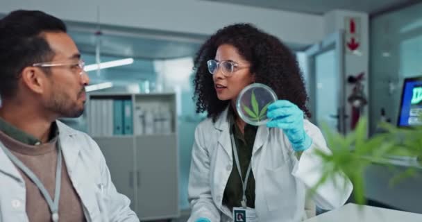 Wissenschaftler Team Und Analyse Cannabis Labor Mit Blattstudie Medizinischer Forschung — Stockvideo