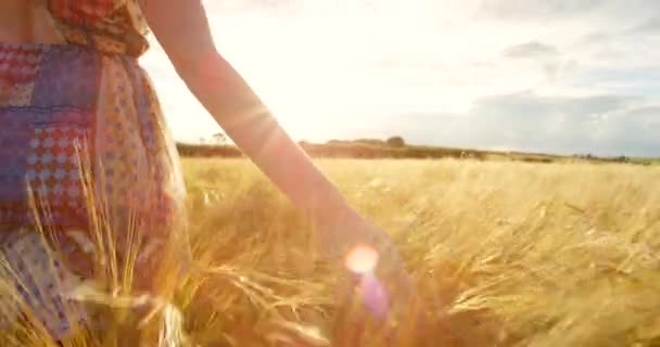 Kadın Tarla Güneş Doğarken Buğday Yürüyüş Tarım Ekin Bitki Doğa — Stok video