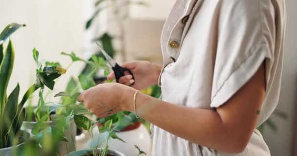 Las Manos Las Plantas Jardinería Las Tijeras Para Poda Naturaleza — Vídeos de Stock