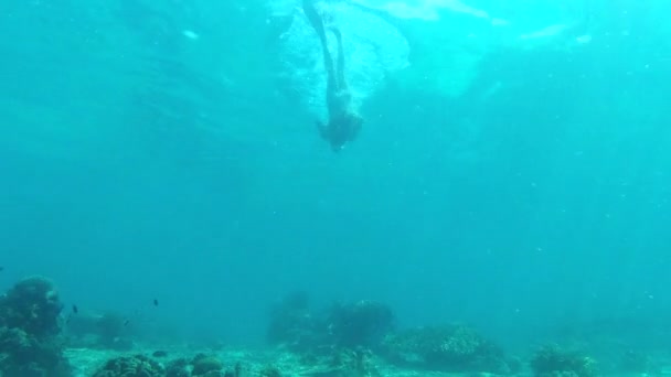 在海洋的珊瑚礁中潜水或潜水 在水下或在水中进行热带生态训练 生态系统中天然海藻的人身 海洋和勘探者与可持续植物的锻炼 — 图库视频影像