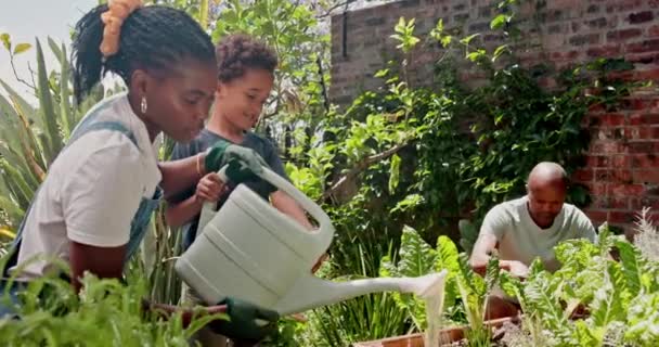 Jardinagem Crescimento Água Com Família Negra Primavera Juntos Para Lazer — Vídeo de Stock