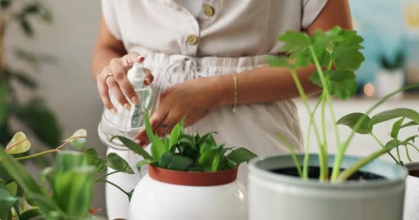 Handen Planten Tuinieren Sproeiwater Voor Gezondheid Hydratatie Natuur Kas Met — Stockvideo