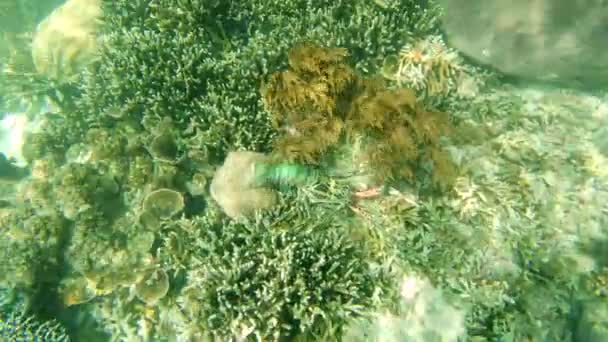Mulher Snorkel Pesca Recife Coral Oceano Lagosta Caça Água Para — Vídeo de Stock