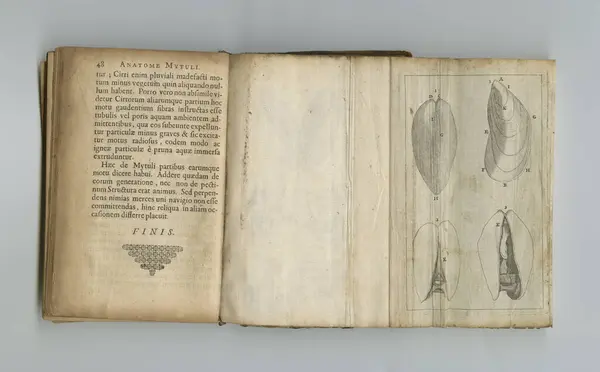 Medische Anatomie Tekenen Boek Papier Antieke Vintage Oude Wetenschap Leerboek — Stockfoto