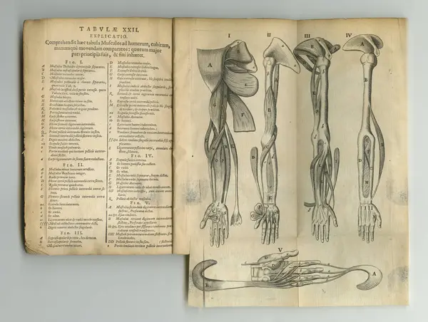 Old book, vintage and anatomy of bones, human body parts or latin literature, manuscript or ancient scripture against a studio background. History novel, journal or education of skeleton study.