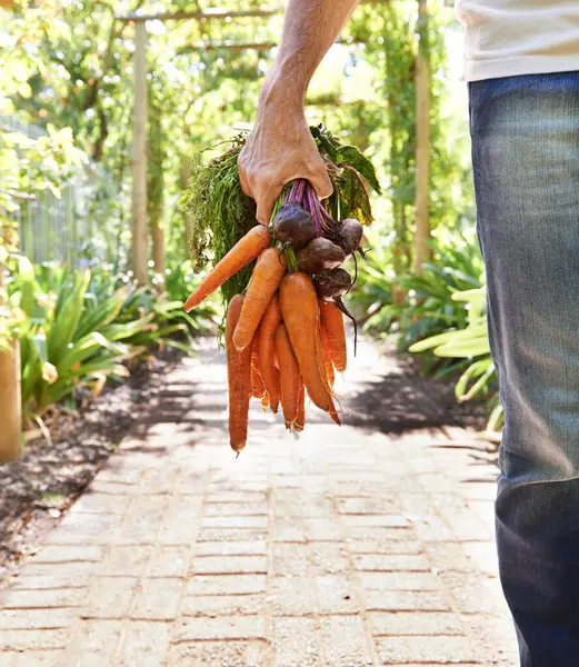 Persona Mano Zanahorias Hortalizas Para Agricultura Nutrición Como Cosecha Crecimiento — Foto de Stock