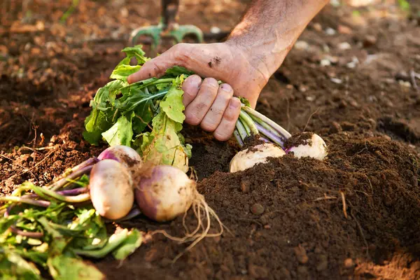Hand Radish Soil Gardening Vegetables Small Business Production Agriculture Sustainability — Stock Photo, Image