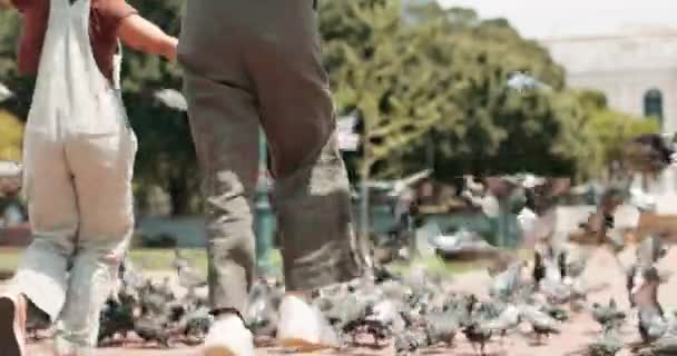 Счастливы Ноги Женщины Парке Птицами Приключений Свободы Развлечений Открытом Воздухе — стоковое видео