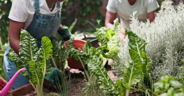 Οικογένεια Κήπος Και Λαχανικά Φυτά Φύλλα Και Φύση Βιωσιμότητα Και — Αρχείο Βίντεο