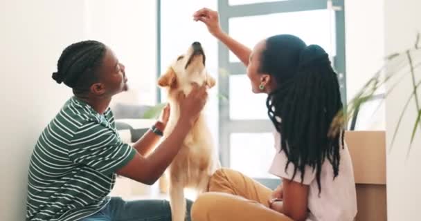 Pareja Piso Cajas Con Perro Casa Nueva Para Cuidado Bienes — Vídeos de Stock