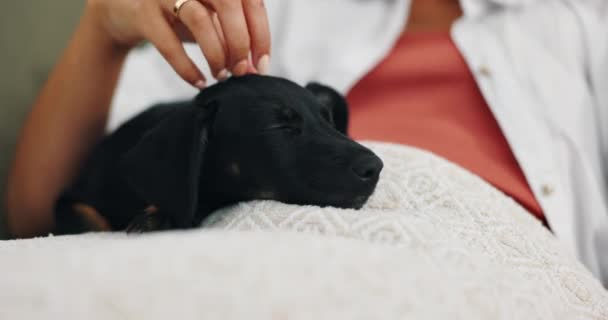 Mano Acariciar Cachorro Acariciar Amor Casa Mujer Con Descanso Cuidado — Vídeo de stock