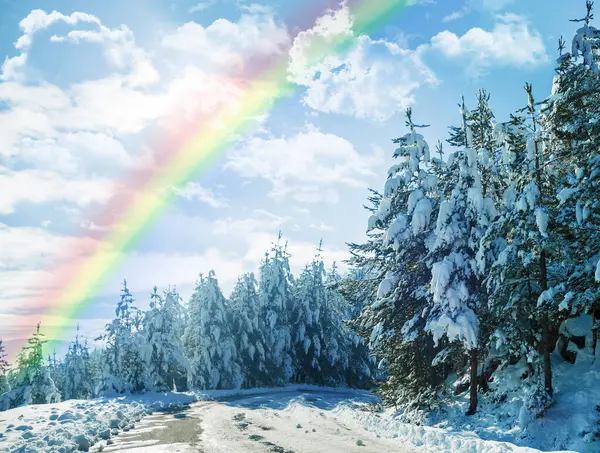 Winter, rainbow and landscape of forest with snow on trees in countryside, environment or woods. Sunshine, clouds or peace in nature with colors in sky like heaven, magic on earth and ice on plants.