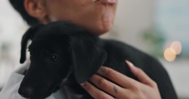 Boldog Kiskutya Kötődéssel Örökbefogadásra Jótékonyságra Szeretetre Fedett Állatmenhelyen Női Személy — Stock videók