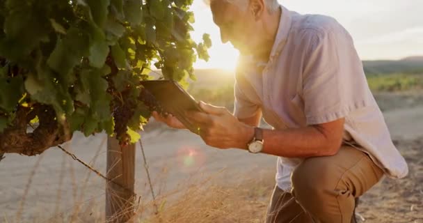 在庫管理または研究のためにブドウ畑でブドウを有する男 タブレット 高齢男性 テクノロジー および記録 在庫または品質チェックのためのフルーツで屋外にひざまずく — ストック動画