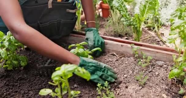 Printemps Jardin Mains Avec Des Légumes Personne Nature Avec Développement — Video