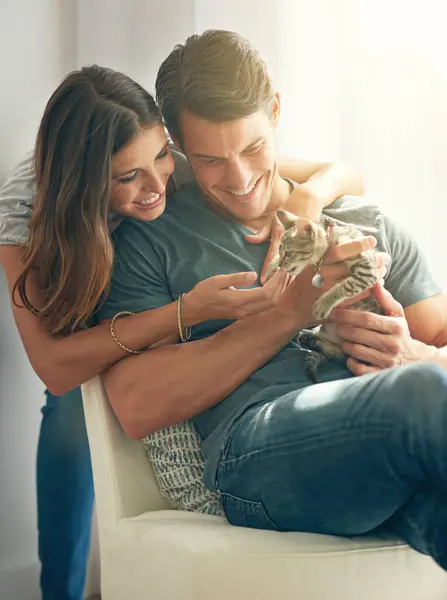 リビングルームのペットのための愛 結合または世話のための抱擁のソファーのカップル 子猫および幸せ 優しさを持つ人々 動物養子のためのラウンジで赤ちゃんの猫のための抱擁と脳卒中 — ストック写真