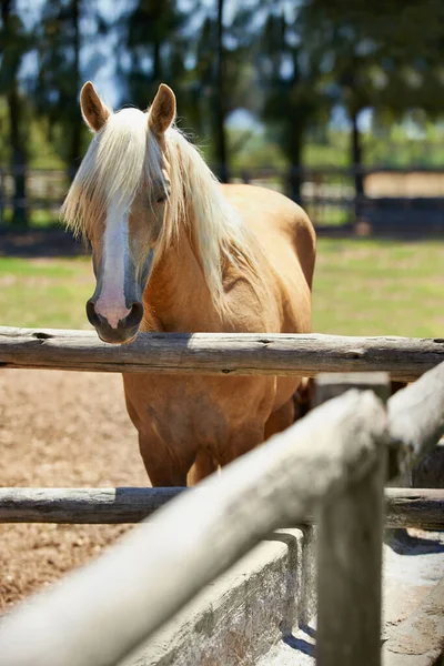 Horse Farm Portrait Mare Fence Healthy Development Animal Agriculture Equestrian — Stock Photo, Image