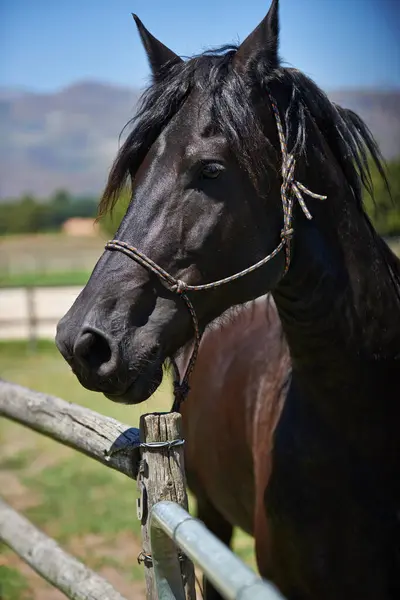 Horse Farm Ranch Countryside Summer Equestrian Harness Mare Stallion Pet — Stock Photo, Image