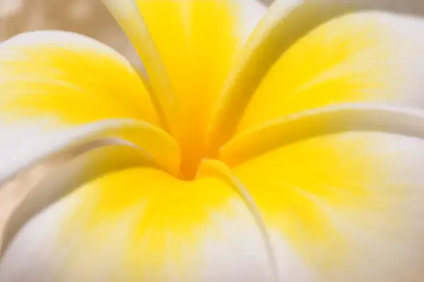 Frangipani Цветы Крупным Планом Природой Открытом Воздухе Окружающей Средой Весной — стоковое фото