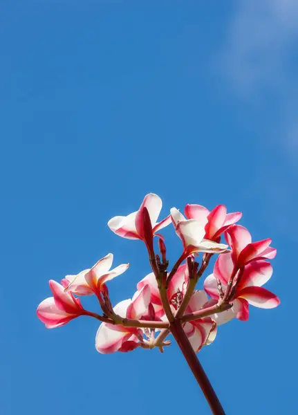 Flowers, sky and plant outdoor for nature, spring and garden in environment for bud and bloom for petal. Plumeria, grow and blossom for season in summer outdoor for earth, mother nature and eco.
