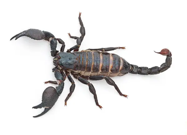 Škorpión Dravec Nebezpečný Hmyz Žihadlem Ocasem Nebo Jedem Bílém Pozadí — Stock fotografie