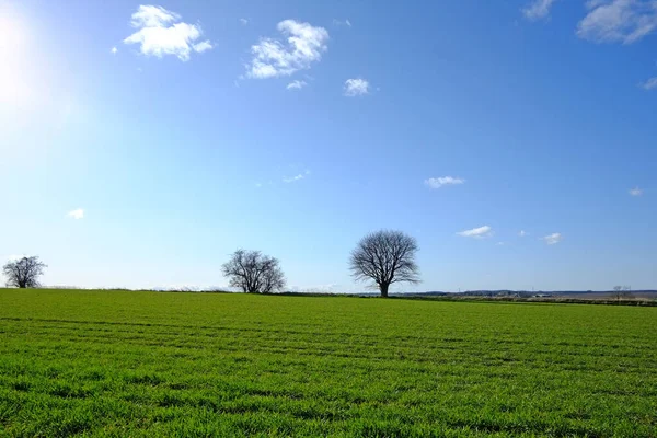 Cielo Azzurro Campo Paesaggio Campagna Con Erba Agro Agricoltura Crescita — Foto Stock