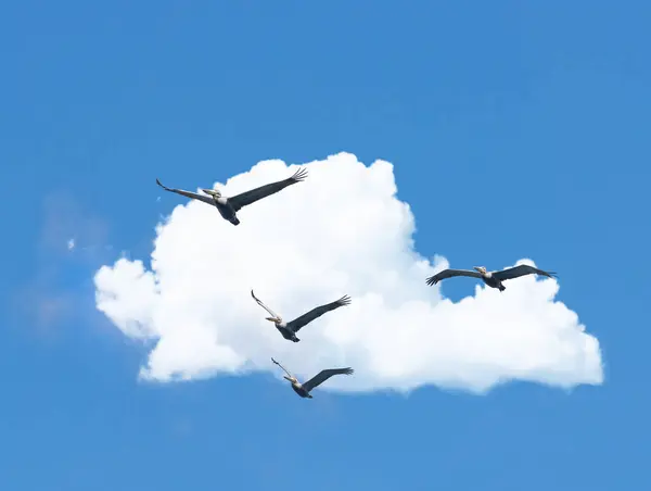 Flight, cloud and group of birds on blue sky together, animals migration and travel in air. Nature, wings and flock flying in formation with calm freedom, tropical summer and wildlife with feathers.