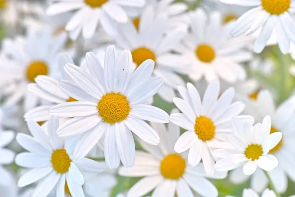 Flowers Daisies Field Garden Countryside Environment Park Summer Leaves Chamomile — Stock Photo, Image