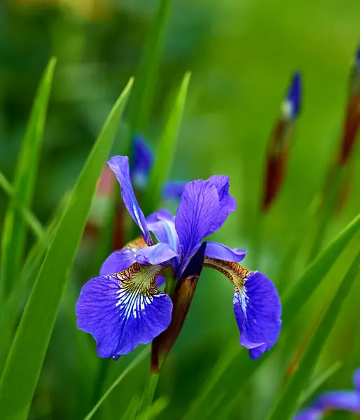 Natur Vår Och Iris Lugnt Fält Med Naturlandskap Morgonblomma Och — Stockfoto