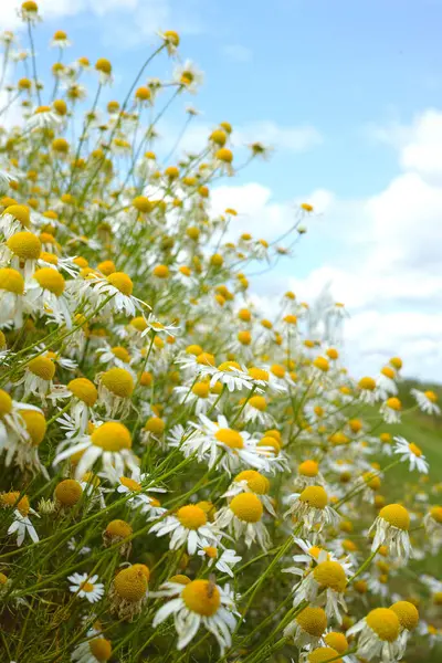 Nature Blue Sky Spring Daisies Field Natural Landscape Morning Blossom — Stock Photo, Image