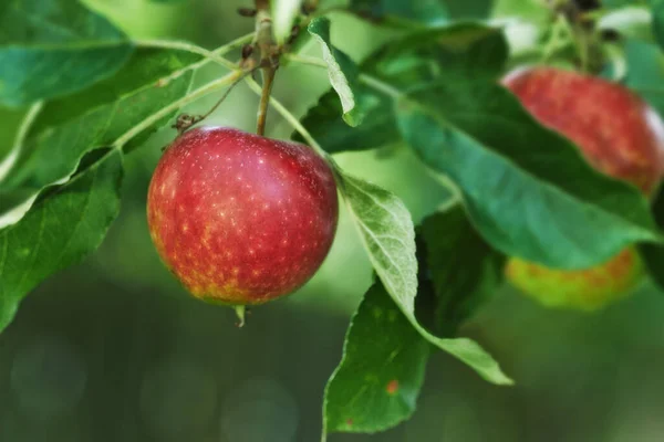 Červená Jablka Sad Rostliny Pro Zemědělství Letní Sezónu Zahradu Pro — Stock fotografie