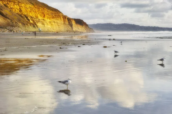 Nature, coast and birds on beach by ocean for tropical holiday, vacation and travel destination. Nature, island and seagulls by seashore, waves and water in Torrey Pines Beach, San Diego, California.