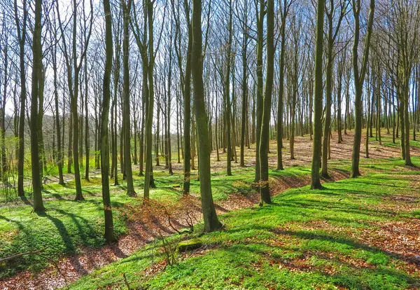 Ulkoilma Luonto Puut Maatalouden Metsässä Ympäristöystävällisen Maatalous Tai Ekologisen Maiseman — kuvapankkivalokuva