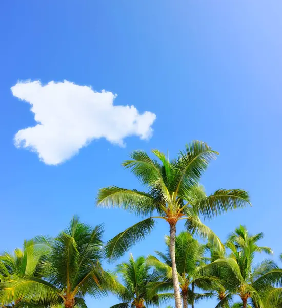 Palm Träd Tropiska Och Semester Eller Paradisön För Äventyr Maldiverna — Stockfoto