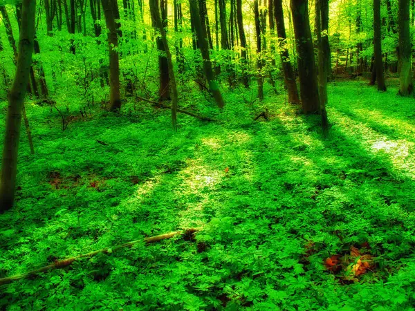 Forest Trees Ground Foliage Nature Environment Summer Outdoor Explore Plants — Stock Photo, Image