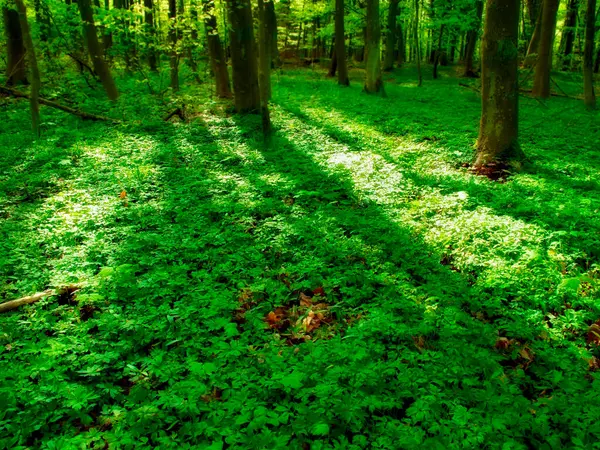 Forêt Arbres Feuillage Sol Avec Environnement Végétal Été Plein Air — Photo