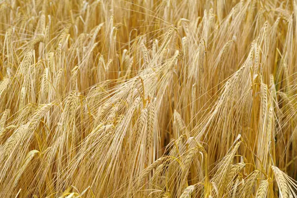 Wheat Farm Plants Closeup Field Leaves Growth Grain Production Agriculture — Stock Photo, Image