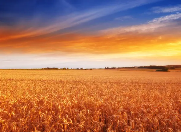 Landscape Sunset Nature Wheat Field Sky Environment Travel Countryside Plant — Stock Photo, Image