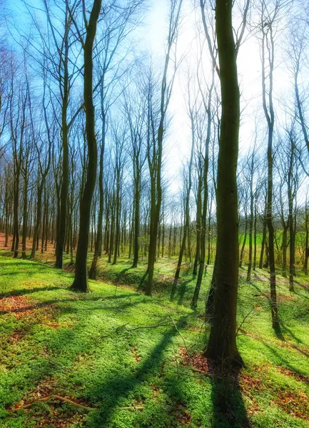 Hållbar Miljö Och Träd Friluftsskog För Ett Miljövänligt Agro Eller — Stockfoto