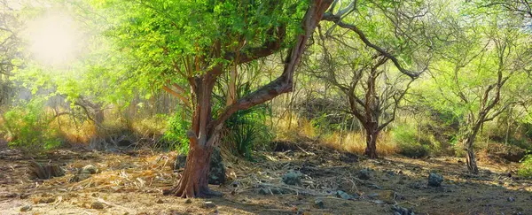 Ecologie Natuur Bomen Het Buitenbos Voor Een Milieuvriendelijk Agro Duurzaam — Stockfoto