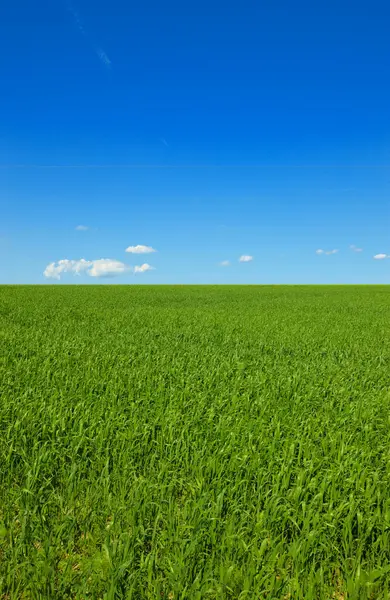 Sky, mockup and field with landscape of grass, agro farming and outdoor plant growth in summer. Background, botanical or space for environment, lawn or natural pasture for crops and ecology in nature.