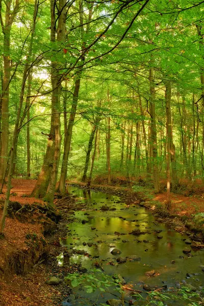 Maisema Metsä Vesi Purossa Puita Pensas Ympäristö Auringonpaisteessa Vihreitä Kasveja — kuvapankkivalokuva