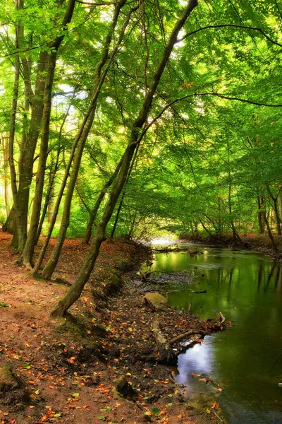Maisema Metsä Joki Puita Luonnossa Ympäristön Ekosysteemin Ekologian Ulkona Luonnontausta — kuvapankkivalokuva