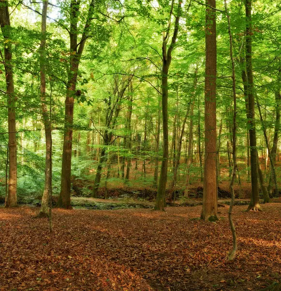 Kestävä Luonnollinen Puita Ulkona Metsässä Ympäristöystävällisiä Maatalous Tai Ekologinen Maisema — kuvapankkivalokuva