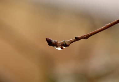 Yağmur, bitki ve ıslak dalları su damlası, sabah çiği ve bahçedeki, bahçedeki, bahçedeki ve manzaradaki çevre ile yakın plan. Bokeh, kırsal kesimde doğa ve ağaç dalı, yağmur ormanı veya kışın orman.