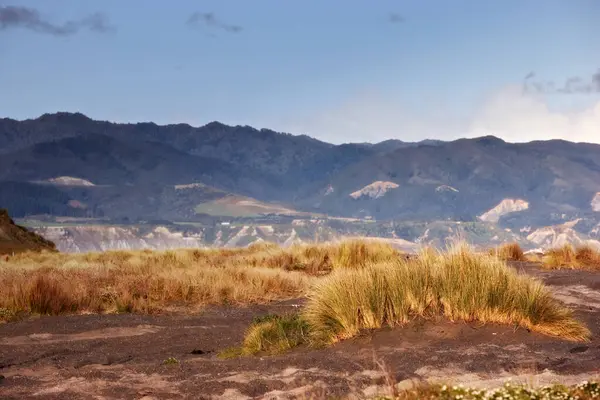 Yaban Hayatı Doğa Tepe Arazide Kırsal Alanda Çimlerde Yeni Zelanda — Stok fotoğraf