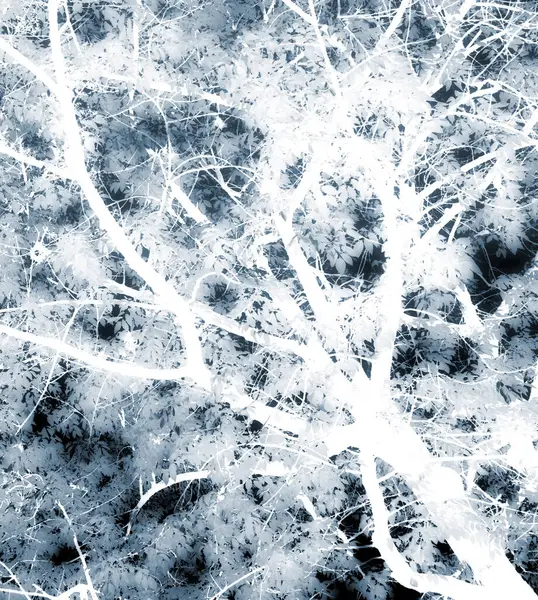 Silhuett Träd Och Blad Med Naturen Negativ Textur Närbild Med — Stockfoto