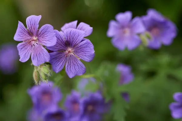 Flower, cranesbill and bloom in outdoors for nature, horticulture and conservation of meadow. Plants, calm and growth in sustainability of countryside, ecosystem and botany for environment on travel.